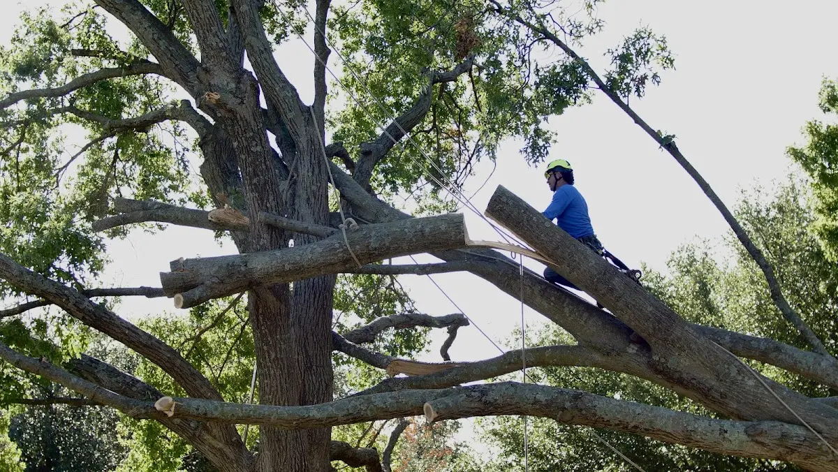 Professional Hazardous Tree Removal performed by certified arborists in Dryden